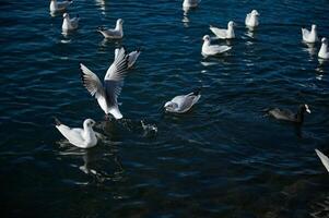 mooi vogelstand zwemmen in de meer van como. Lombardije. Italië. dieren thema. dieren en natuur. dieren in dieren in het wild. foto