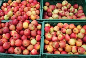 fruit en groenten zijn verkocht Bij een bazaar in Israël. foto