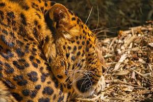 portret van een jaguar in de dierentuin foto