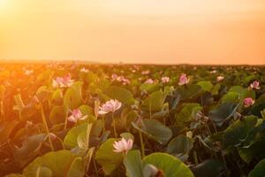 zonsopkomst in de veld- van lotussen, roze lotus nelumbo nucifera zwaait in de wind. tegen de achtergrond van hun groen bladeren. lotus veld- Aan de meer in natuurlijk omgeving. foto