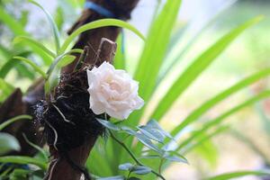 dichtbij omhoog van wit rozen in de buurt orchidee planten met een wazig achtergrond foto