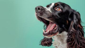 Engels springer spaniël, boos hond baren haar tanden, studio verlichting pastel achtergrond foto