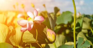 een roze lotus bloem zwaait in de wind. tegen de achtergrond van hun groen bladeren. lotus veld- Aan de meer in natuurlijk omgeving. foto