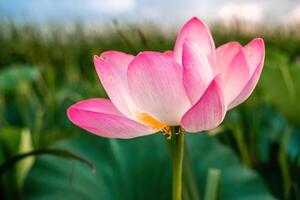 zonsopkomst in de veld- van lotussen, roze lotus nelumbo nucifera zwaait in de wind. tegen de achtergrond van hun groen bladeren. lotus veld- Aan de meer in natuurlijk omgeving. foto