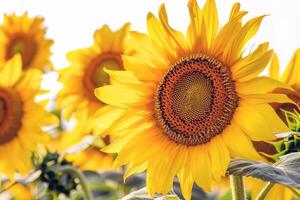 zonnebloem veld- uitrekken net zo ver net zo de oog zie, gouden seof bloemblaadjes zwaaiend in de zomer bries foto