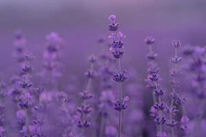 lavendel bloem achtergrond. paars lavendel veld- verstandig dichtbij omhoog. lavendel bloemen in pastel kleuren Bij vervagen achtergrond. natuur achtergrond met lavendel in de veld. foto