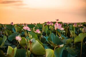zonsopkomst in de veld- van lotussen, roze lotus nelumbo nucifera zwaait in de wind. tegen de achtergrond van hun groen bladeren. lotus veld- Aan de meer in natuurlijk omgeving. foto