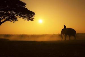 de mahout en olifant silhouet op veld ochtend tijd dit het leven van volkeren in chang village surin provincie, thailand. foto