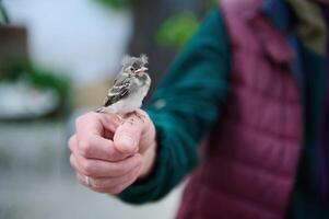 detailopname visie van een weinig baby vogel zittend in de handen van een Mens. mensen en dieren thema's foto