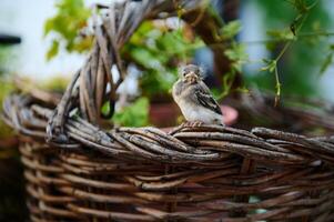 schattig baby vogel zittend Aan rieten mand buitenshuis. foto