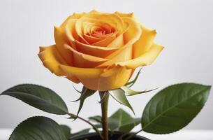 geel roos in de bloem pot Aan licht achtergrond foto