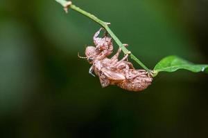cicade vervellen op boom foto
