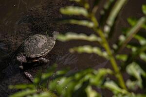 dominicaans schildpad in lagune 9 foto