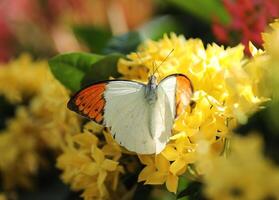 geel vlinder met oranje gekleurde Vleugels Aan geel bloemen foto
