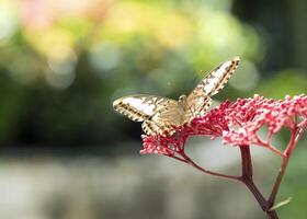 parthenos sylvia vlinder Aan rood bloem met kleurrijk bokeh achtergrond foto