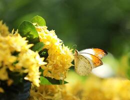 geel vlinder met oranje gekleurde Vleugels Aan geel bloemen foto