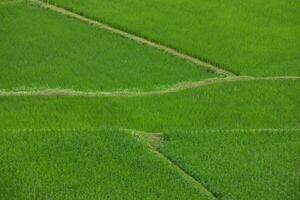 top visie van terras rijst- veld- Bij nan provincie, Thaoland. foto
