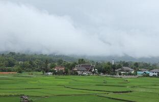 groen rijst- velden met mist over- de heuvels achtergrond in de ochtend- in nan provincie, thailand. foto