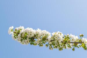 kersenboom bloesem foto