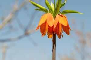 hazelaar keizerlijk bloem foto