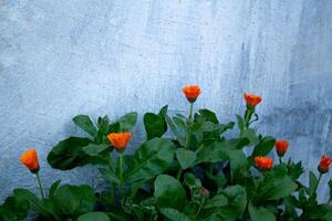 oranje bloemen bloeien tegen een wit muur foto