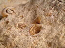 macro van een oude Versteend zee schelp afdruk in kalksteen foto