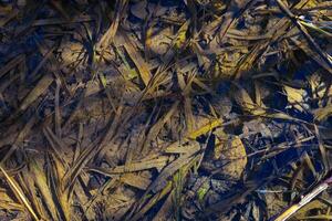 natuurlijk getextureerde achtergrond top visie van vuil groen gras onder schoon Doorzichtig water onder zonlicht met schaduwen foto