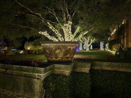 lichten met verschillend kleuren geprojecteerd Aan bomen Bij nacht in een historisch tuin in san francisco Californië foto