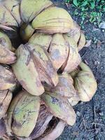 kokosnoot schil of kokosnoot vezel foto