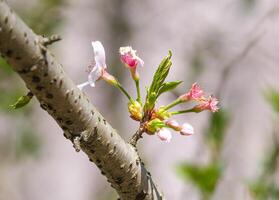 rupsen worm eten schoonheid roze Japans kers bloesems bloem of sakura Bloomimg Aan de boom Afdeling. schade klein vers bloemknoppen en veel bloemblaadjes laag romantisch flora in plantkunde tuin park foto