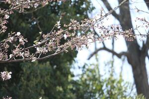 mooi boeket roze Japans kers bloesems bloem of sakura Bloomimg Aan de boom Afdeling. klein vers bloemknoppen en veel bloemblaadjes laag romantisch bloemen in plantkunde tuin natuur park foto