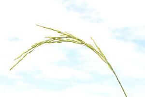 groeit rijst- Aan wit achtergrond Aan blauw lucht achtergrond foto