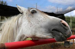 de paard is een huiselijk equid dier. foto