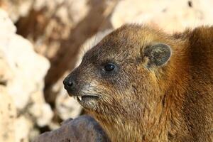 de hyrax leugens Aan heet stenen verwarmde door de zon. foto