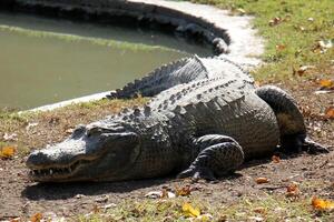 een krokodil leeft in een kinderkamer in noordelijk Israël. foto