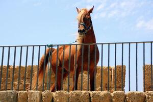 de paard is een huiselijk equid dier. foto