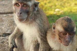 jungle-apen terwijl ze ontspannen met hun kinderen in hun armen foto