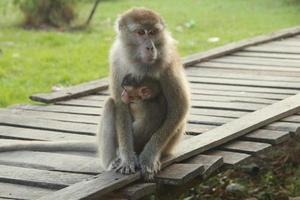 jungle-apen terwijl ze ontspannen met hun kinderen in hun armen foto