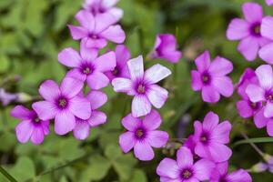 Purper bloemen in de weide Bij voorjaar foto