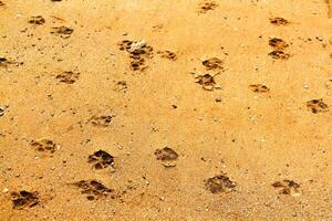 dier of honden voetafdruk liep of rennen Aan de bruin zand in de buurt de strand. foto