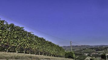 de wijngaarden in de piemontese langhe in de herfst ten tijde van de druivenoogst foto