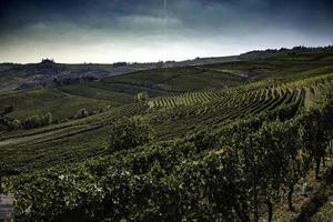 landschappen van de piemontese langhe met zijn wijnstokken in de herfst, tijdens de druivenoogst foto