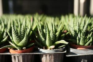 detailopname van veel cactus in de potten Bij de markt foto