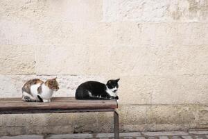 grijs kleur kat zittend Aan een stoel Bij Istanbul cafe straat foto