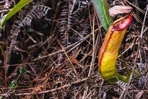 natuurlijke achtergrond. nepenthes plant op het gras in het bos. foto