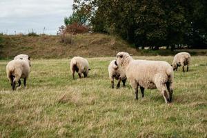 kudde schapen grazen op groene heuvels