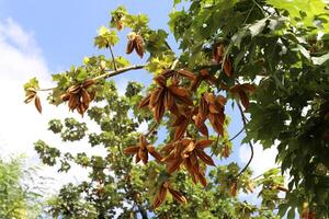 brachychiton groeit in een stad park in Israël. foto