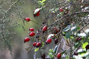 een roos heup groeit en bears fruit in een stad park in Israël. foto