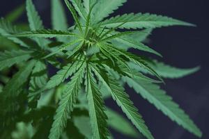 cannabisblad, marihuanabladeren cannabisplant boom groeit op boerderij, hennepblad voor extract medische gezondheidszorg natuur foto