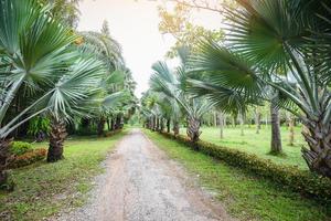 palmboomtuin met landelijke weg in de tropische zomer - pad en palm versieren tuin en groen blad foto